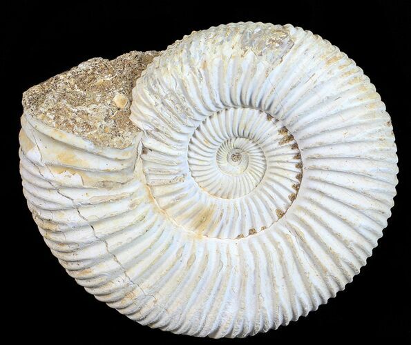 Perisphinctes Ammonite - Jurassic #54216